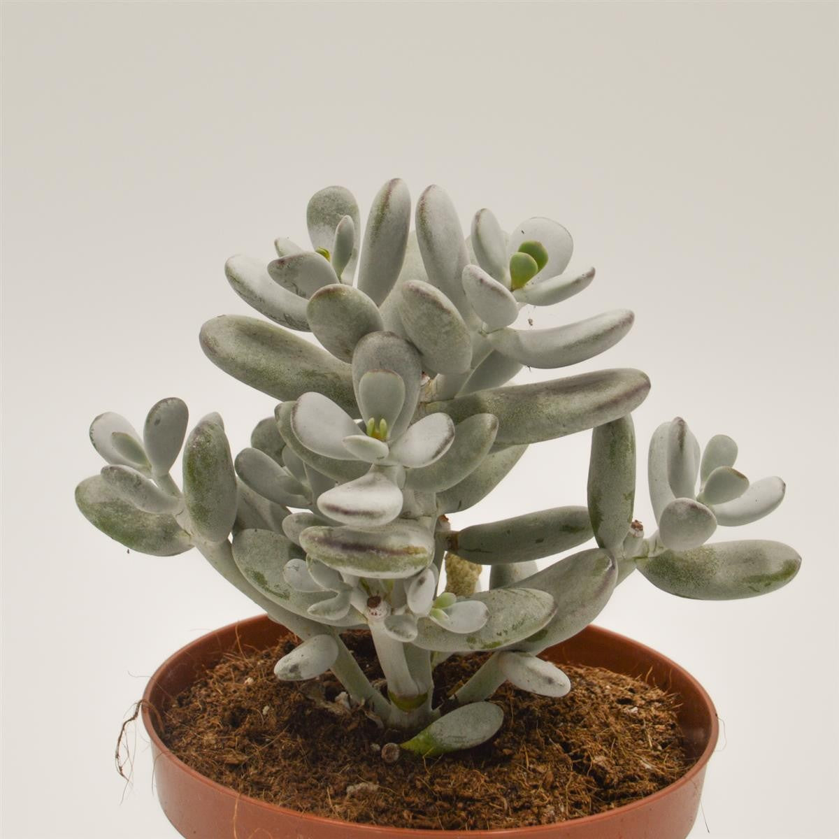 Cotyledon orbiculata - 13cm