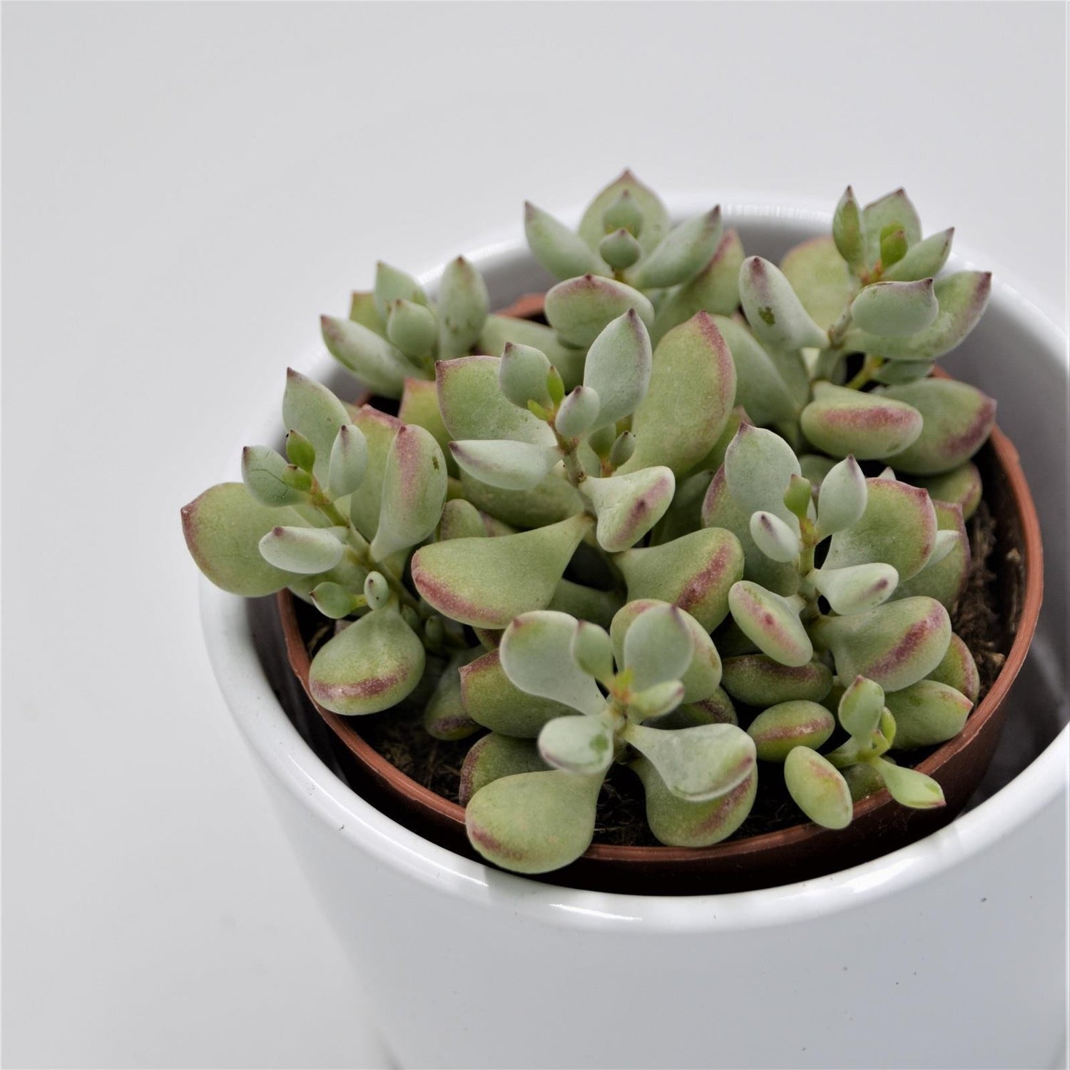 Cotyledon pendens - 8,5cm