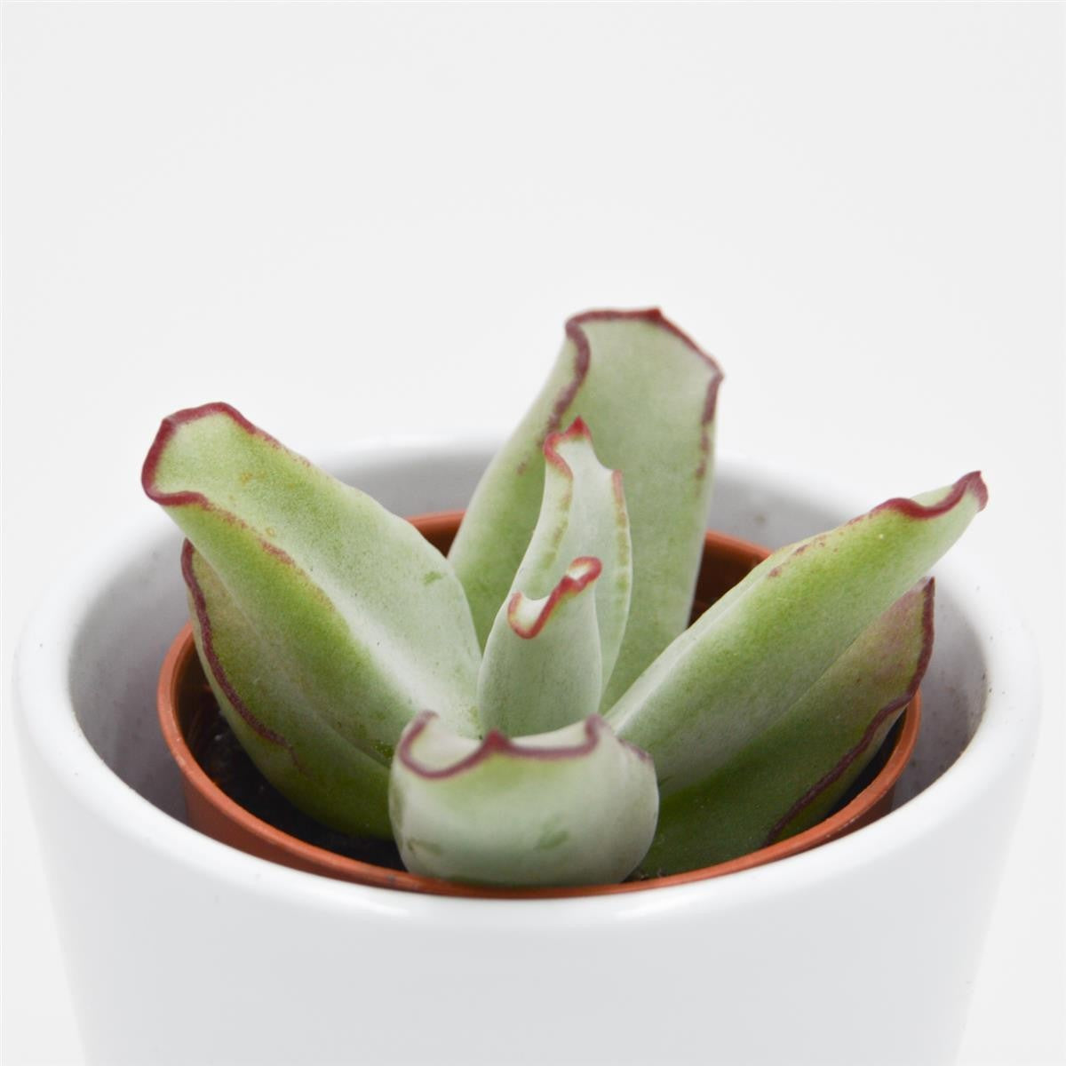 Cotyledon ssp. - 5,5cm