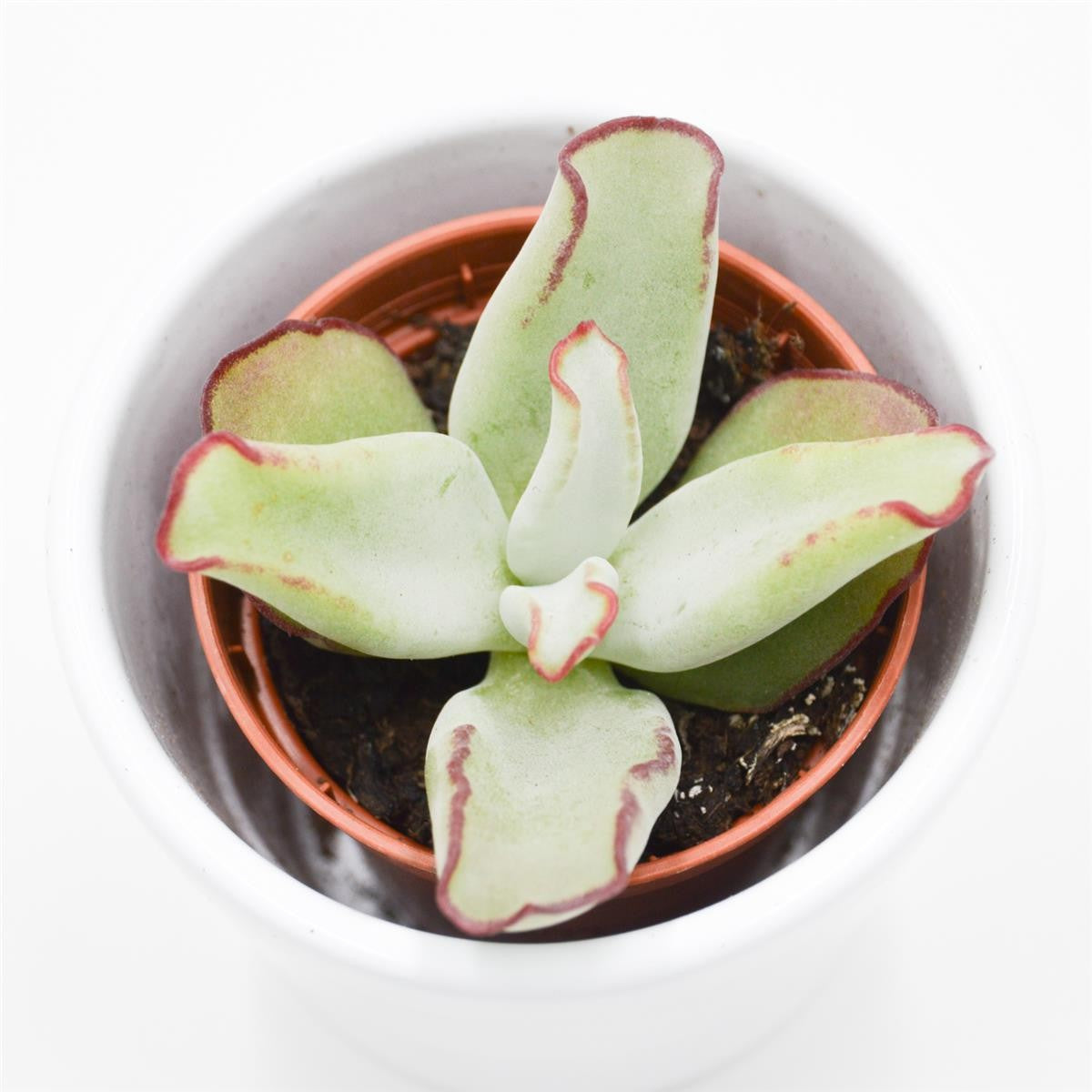 Cotyledon ssp. - 5,5cm