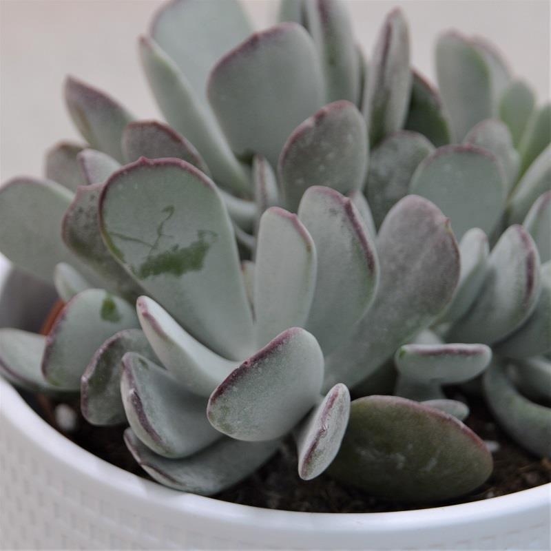 Cotyledon orbiculata Pink Leaves - 13cm