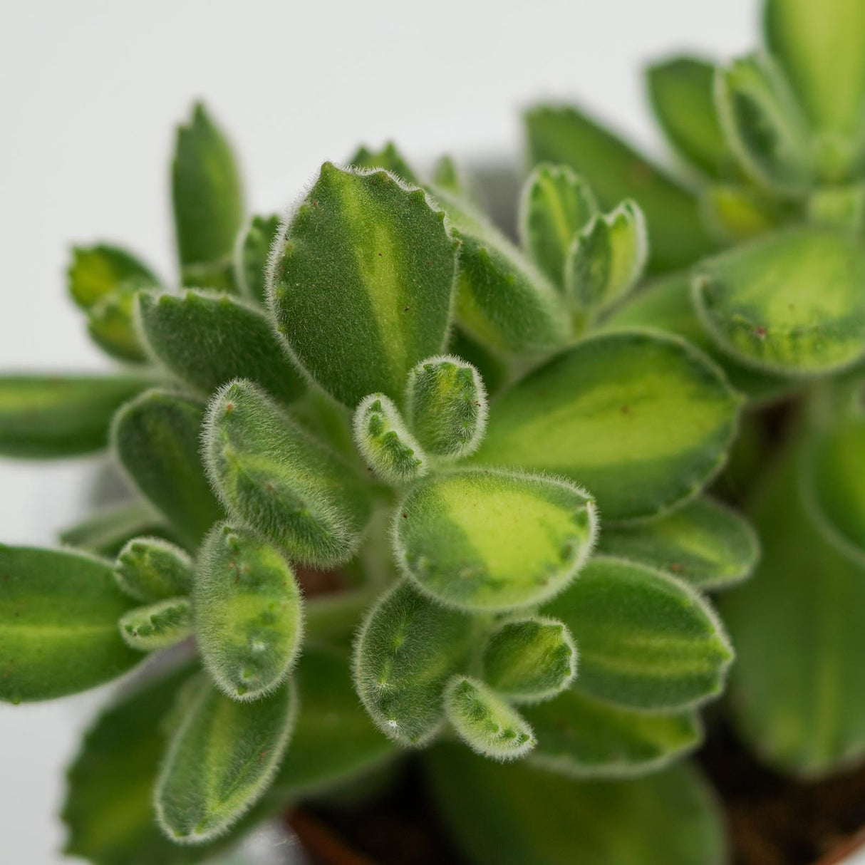 Cotyledon tomentosa Lemon Stripe - 8,5cm
