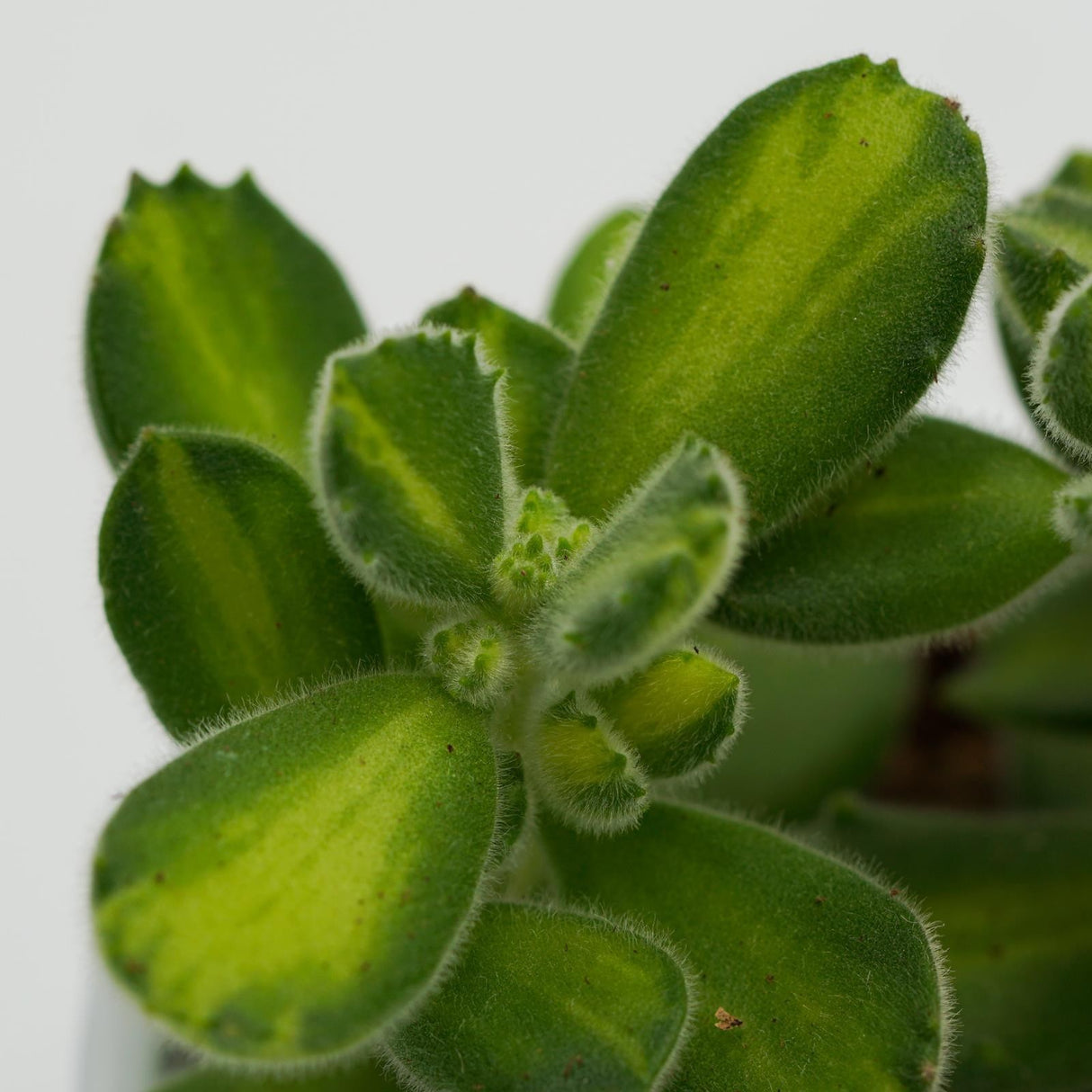 Cotyledon tomentosa Lemon Stripe - 8,5cm