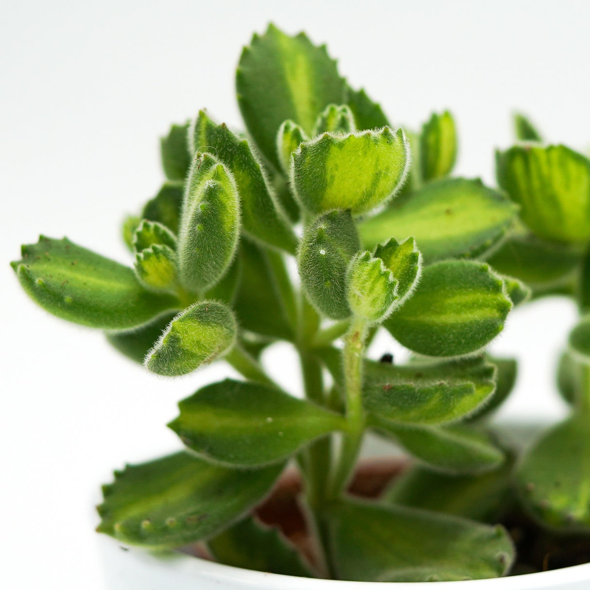 Cotyledon tomentosa Lemon Stripe - 6cm