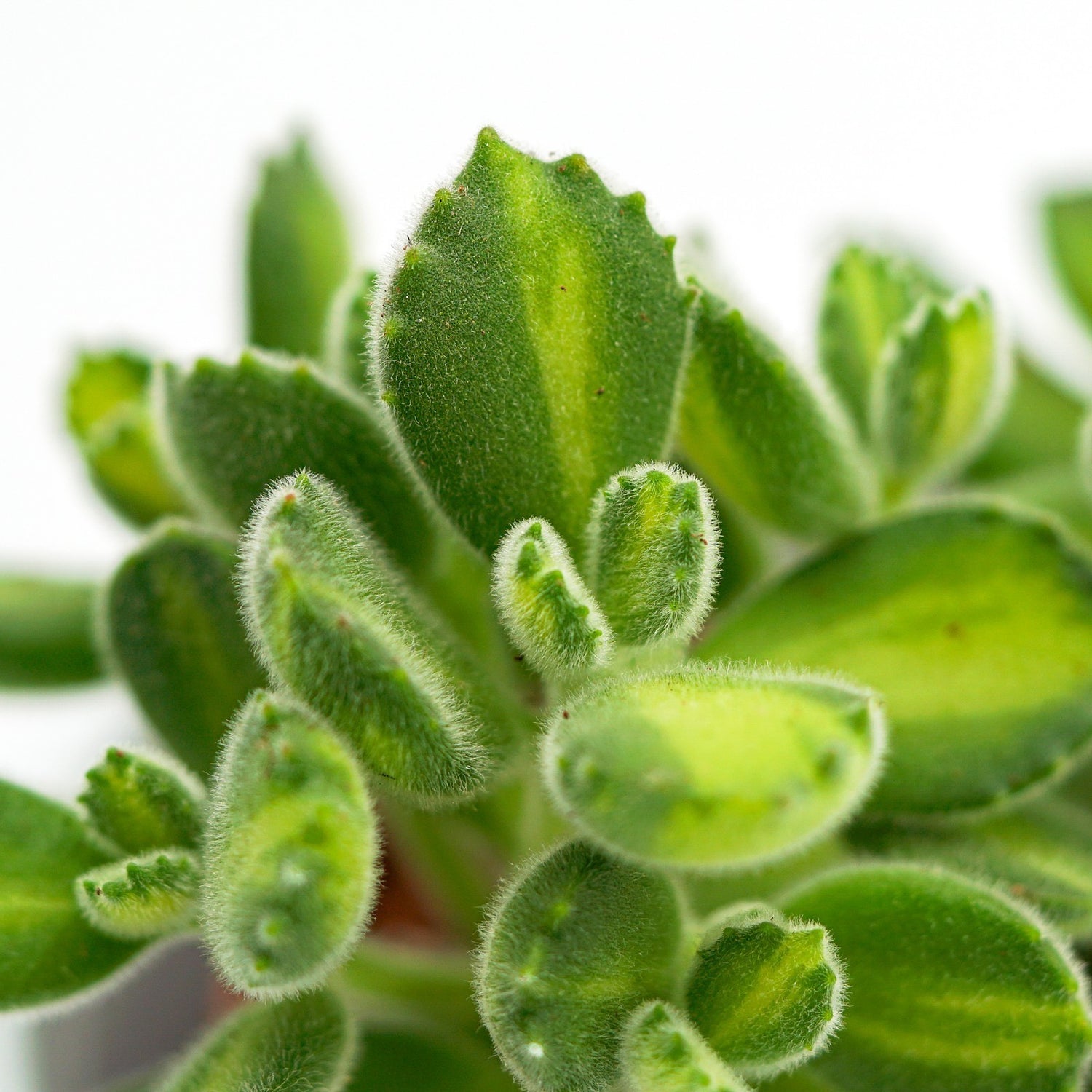 Cotyledon tomentosa Lemon Stripe - 6cm