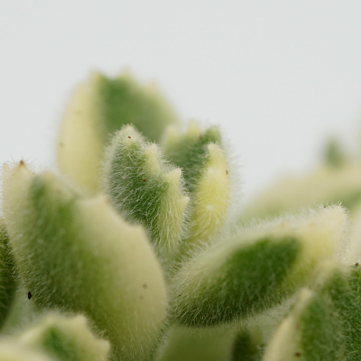 Cotyledon tomentosa Variegata - 8,5cm