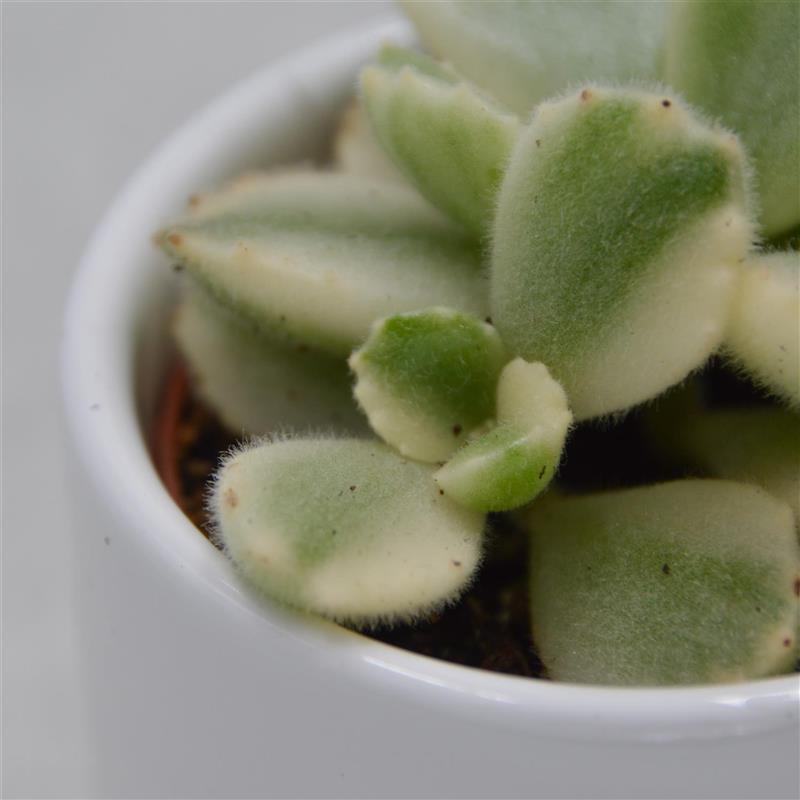 Cotyledon tomentosa Variegata - 5,5cm