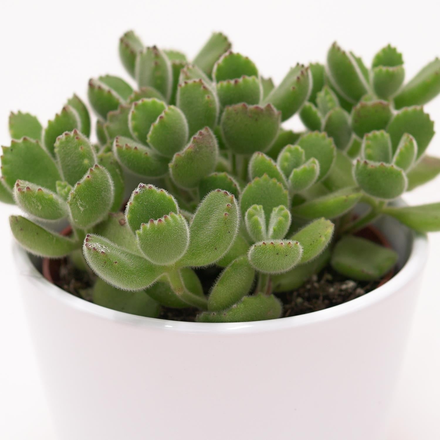Cotyledon tomentosa - 8,5cm