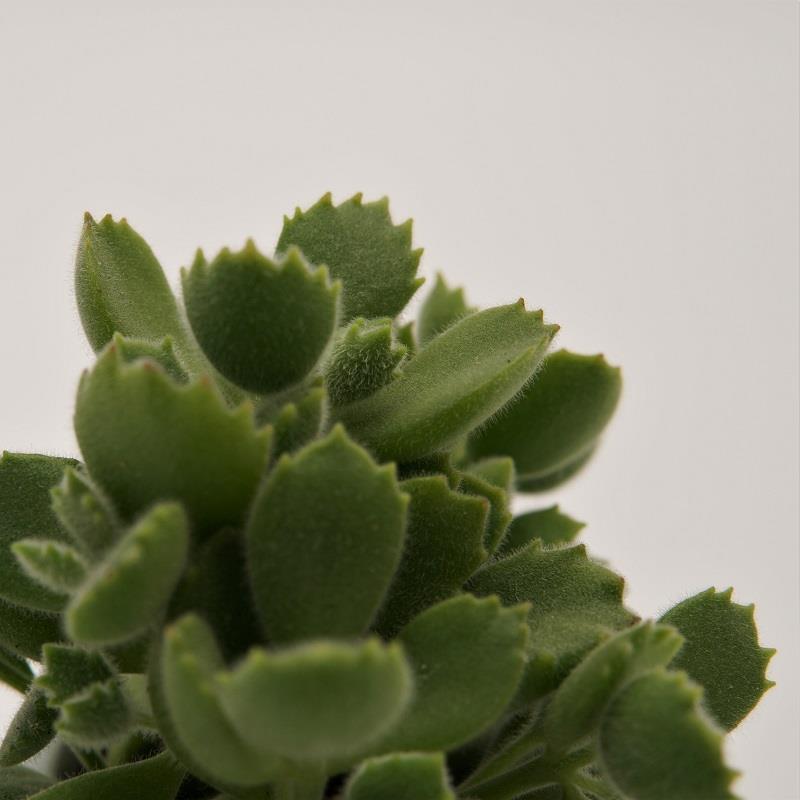 Cotyledon tomentosa - 5,5cm