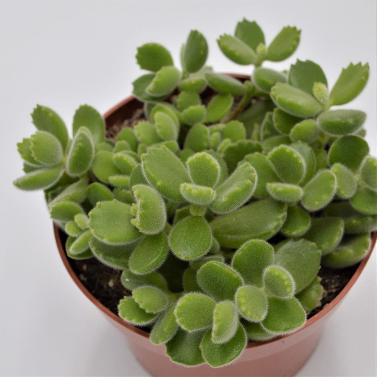 Cotyledon tomentosa - 13cm