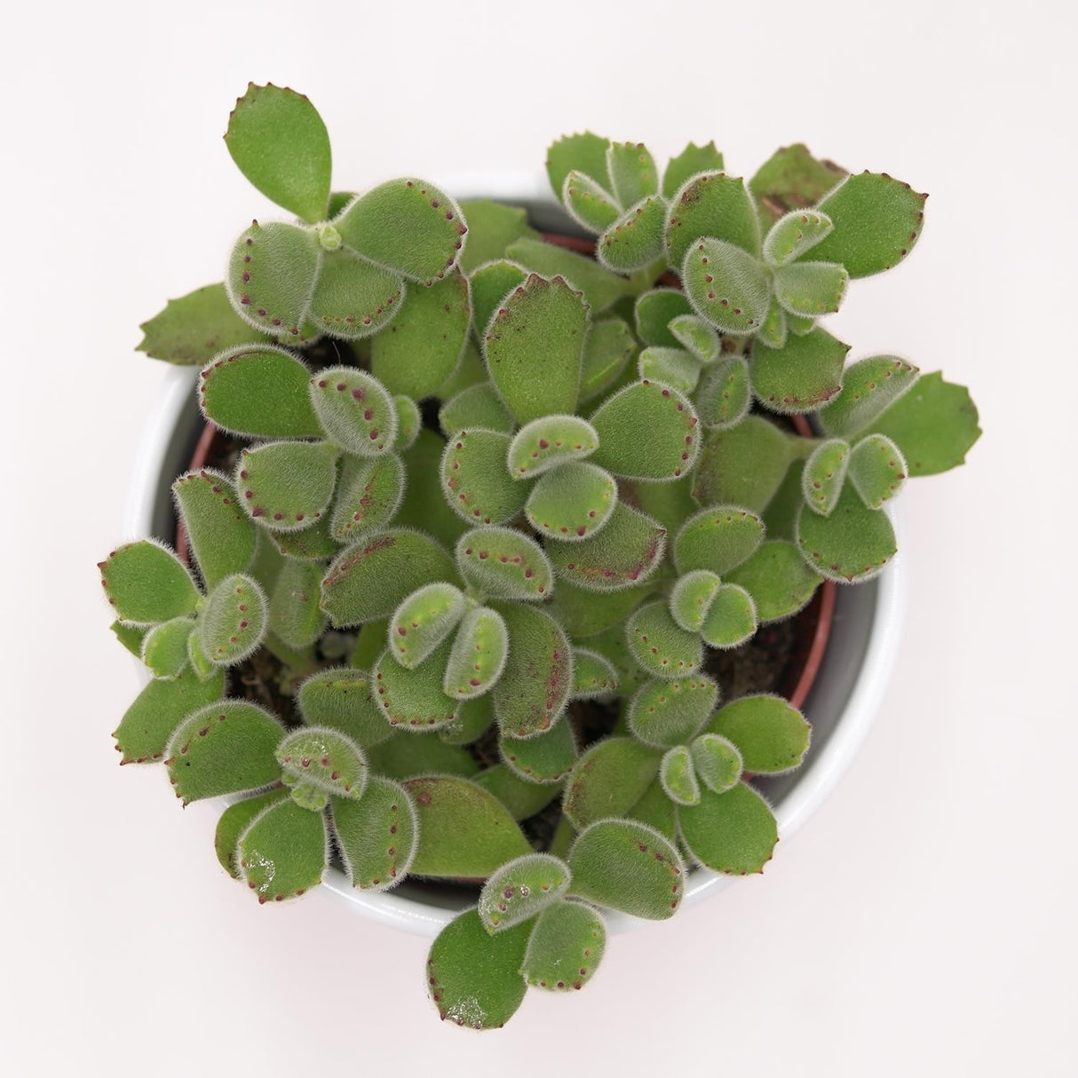 Cotyledon tomentosa - 8,5cm
