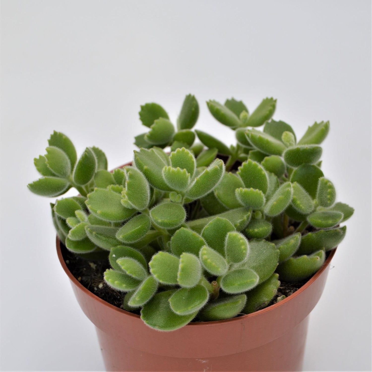 Cotyledon tomentosa - 13cm