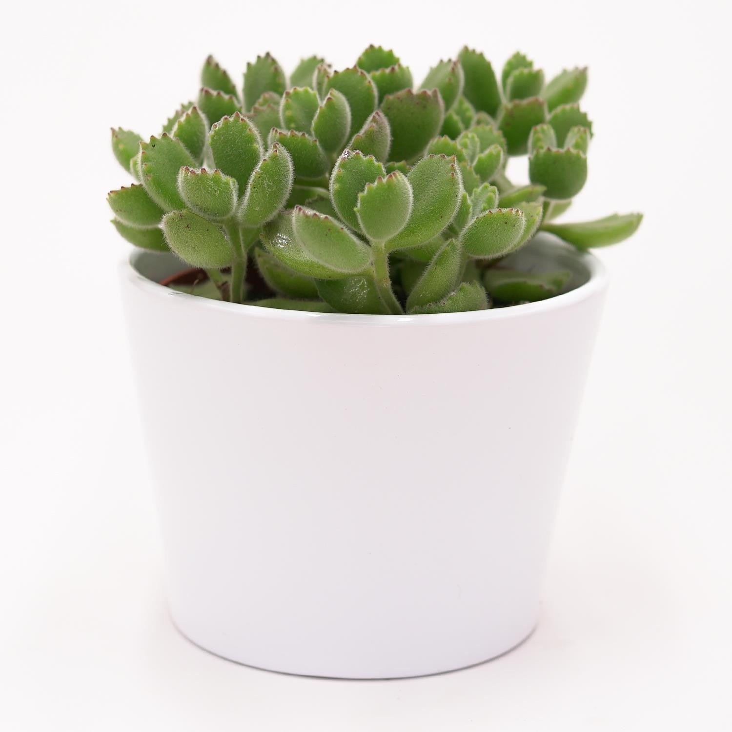 Cotyledon tomentosa - 8,5cm
