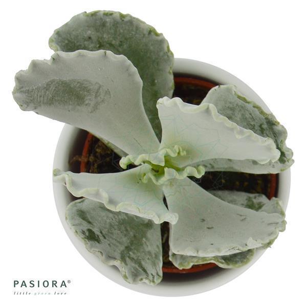 Cotyledon undulata - 6cm