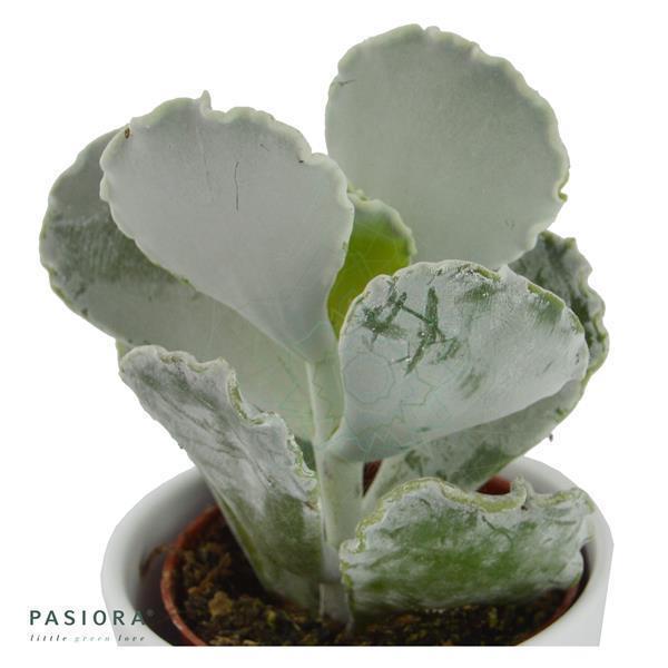 Cotyledon undulata - 6cm