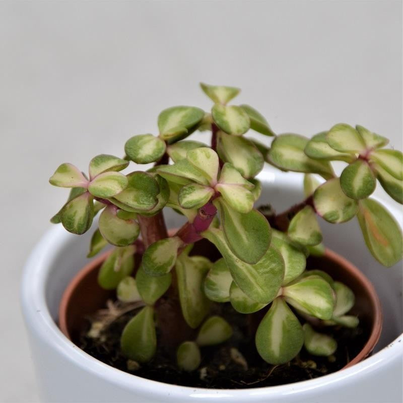 Portulacaria afra mediopicta - 5,5cm