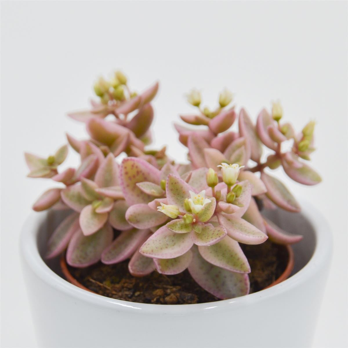 Crassula albomarginalis Mini Kitty - 5,5cm