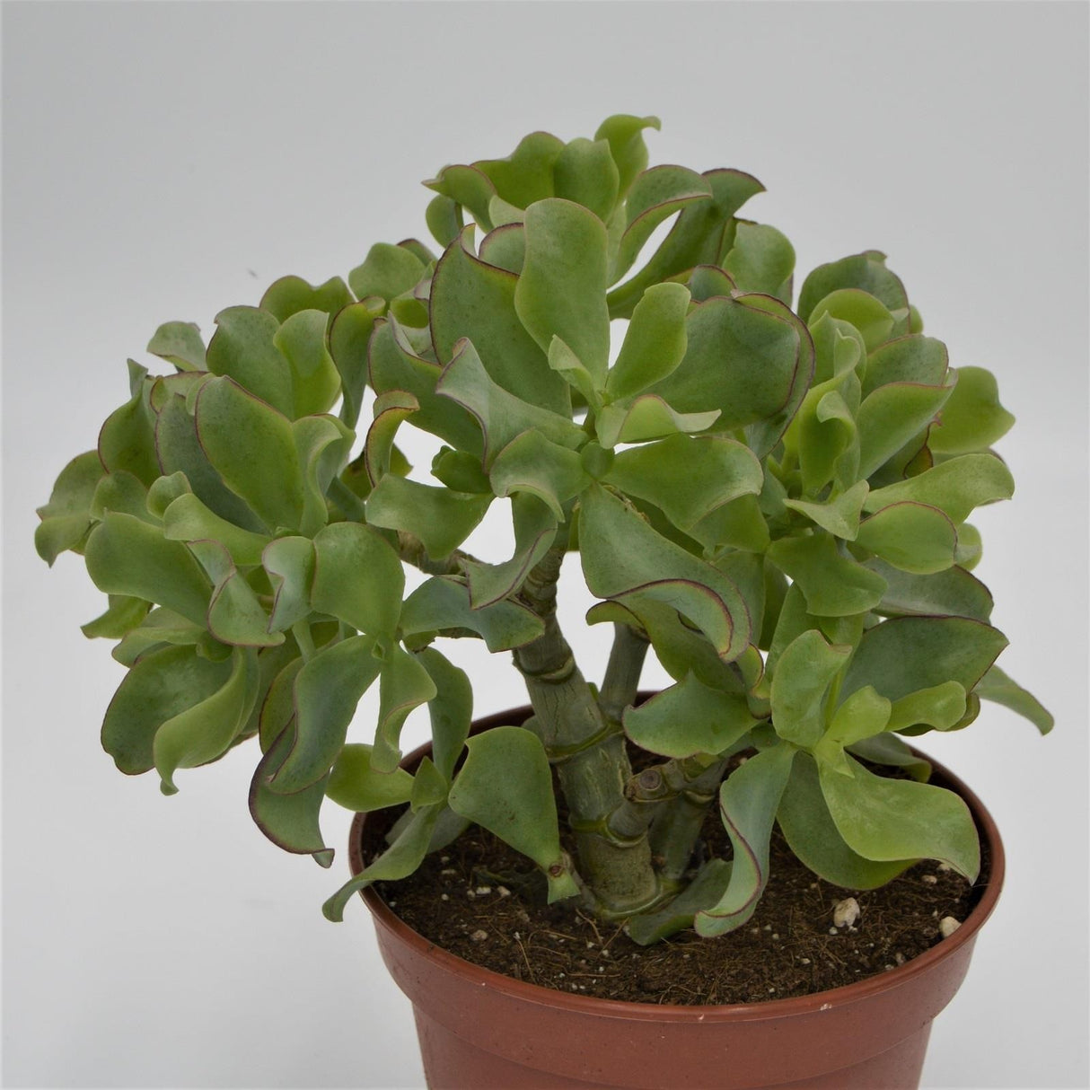 Crassula arborescens ssp. undulatifolia - 17cm