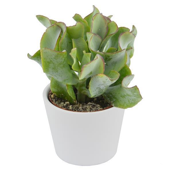 Ciao Crassula, 5 Stück