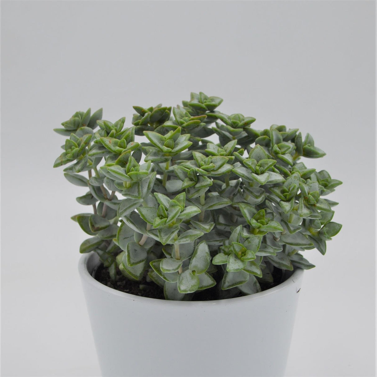 Crassula perforata Azul - 12cm