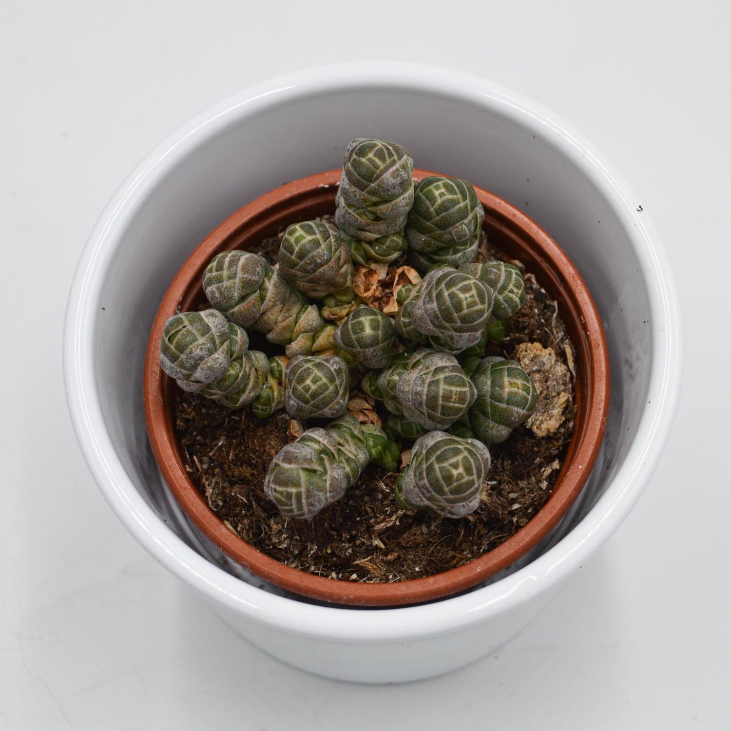 Crassula barklyi - 8,5cm