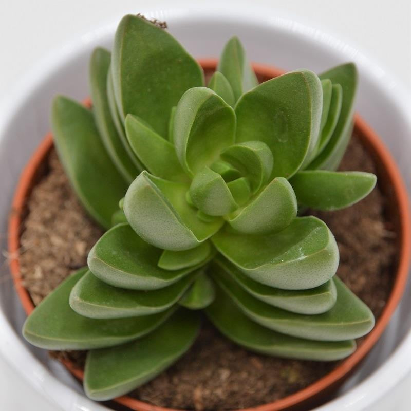 Crassula Benjamin - 8,5cm