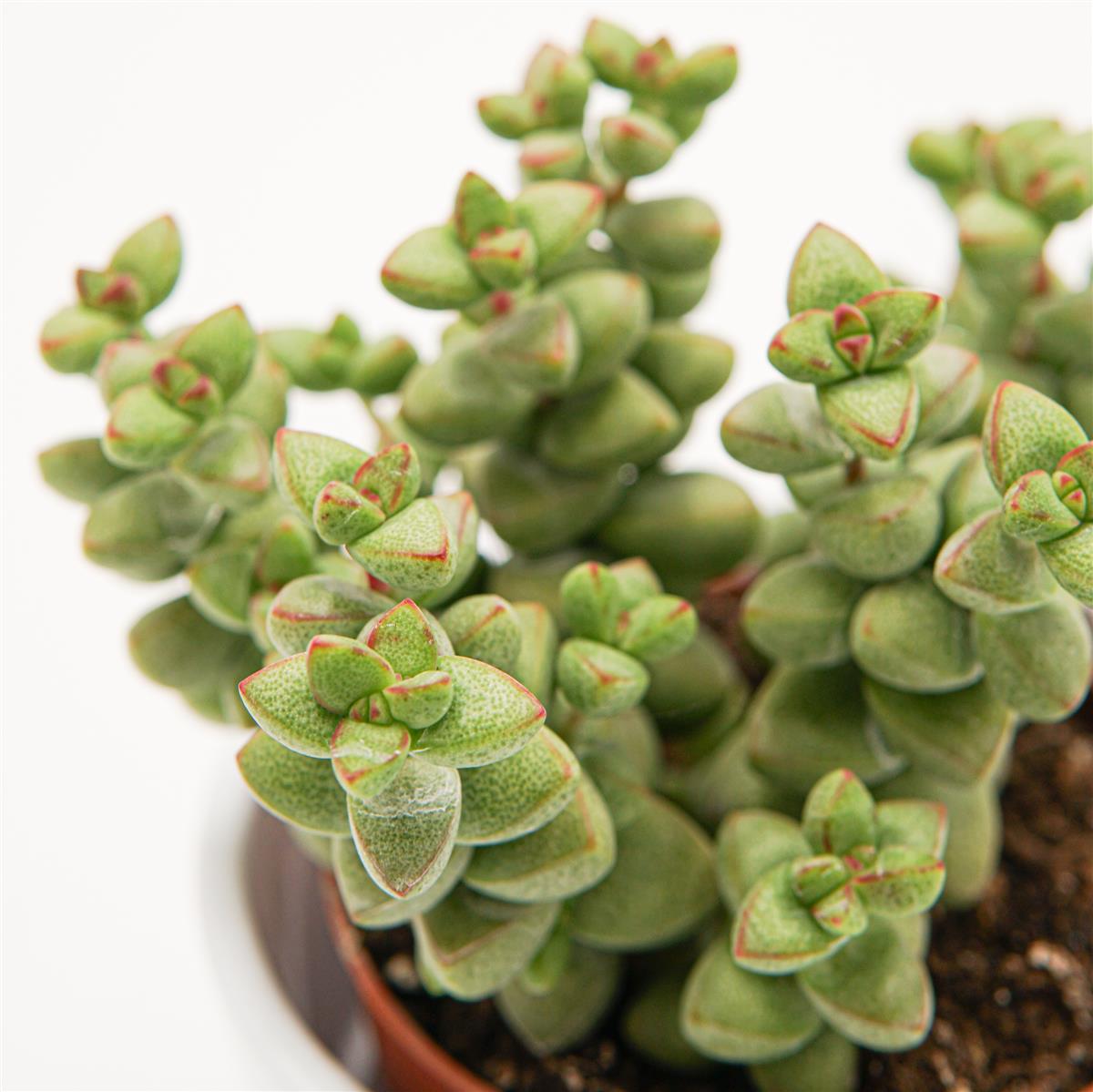 Crassula brevifolia - 8,5cm
