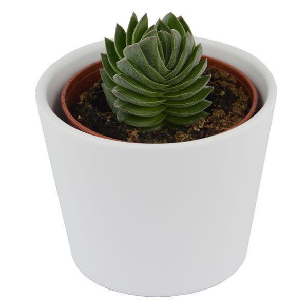 Crassula Buddha´s Temple - 6cm