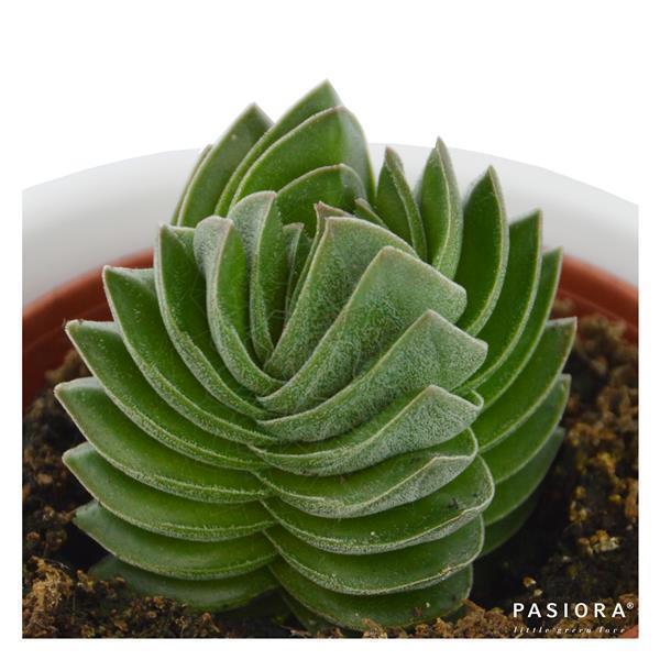 Ciao Crassula, 3 Stück