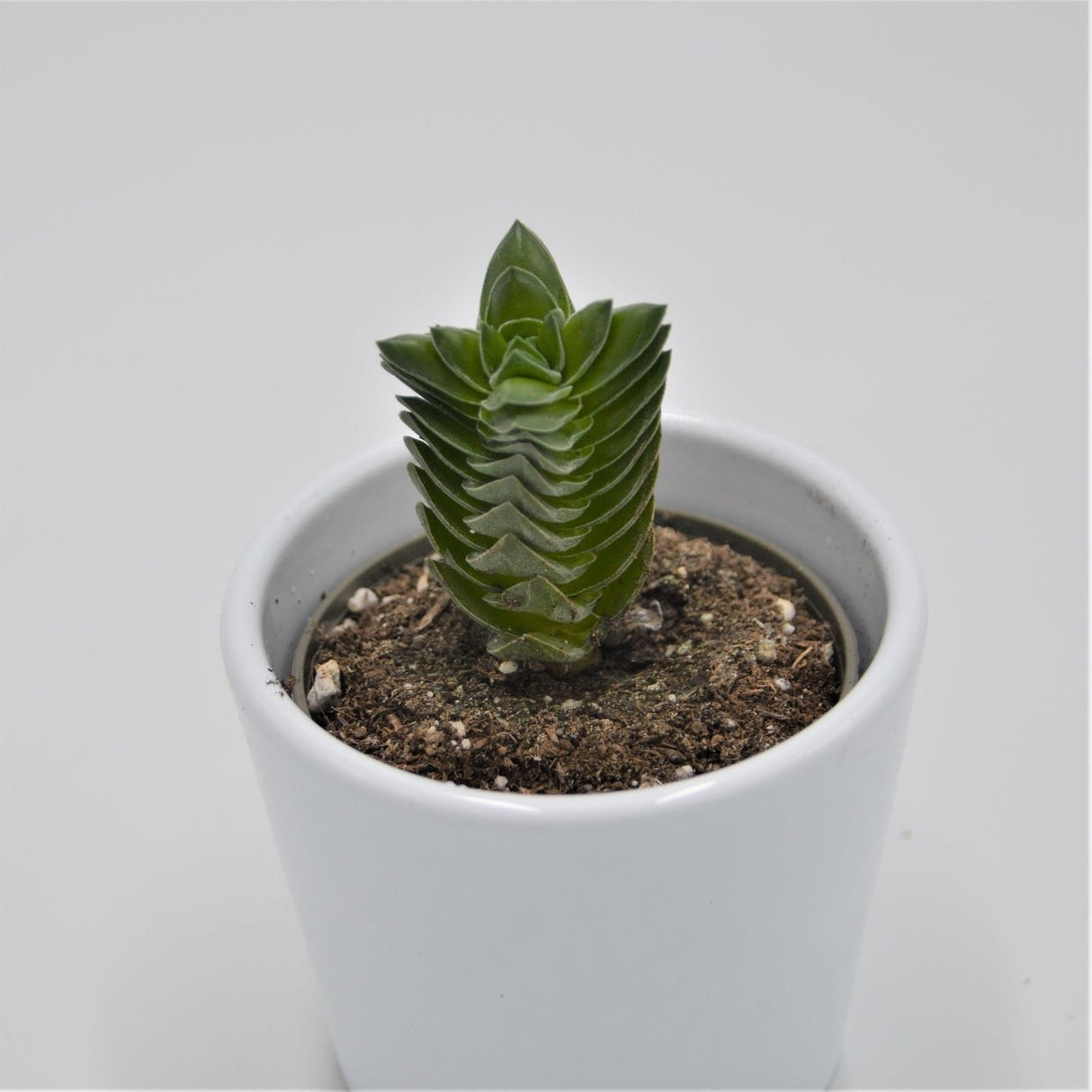 Crassula Buddha´s Temple - 6cm