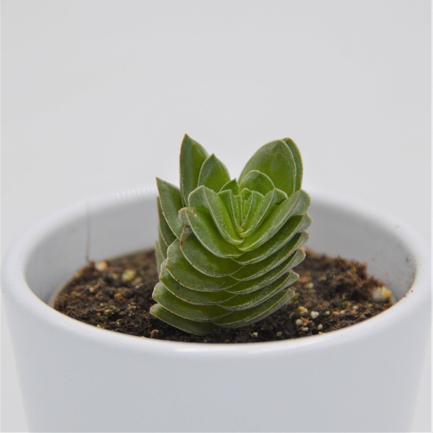 Crassula Buddha´s Temple - 6cm