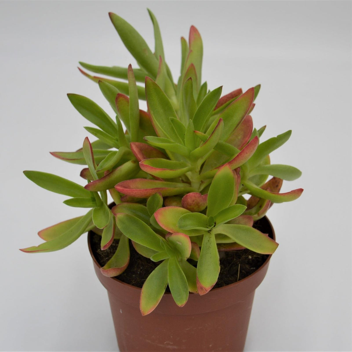 Crassula capitella Campfire - 13cm