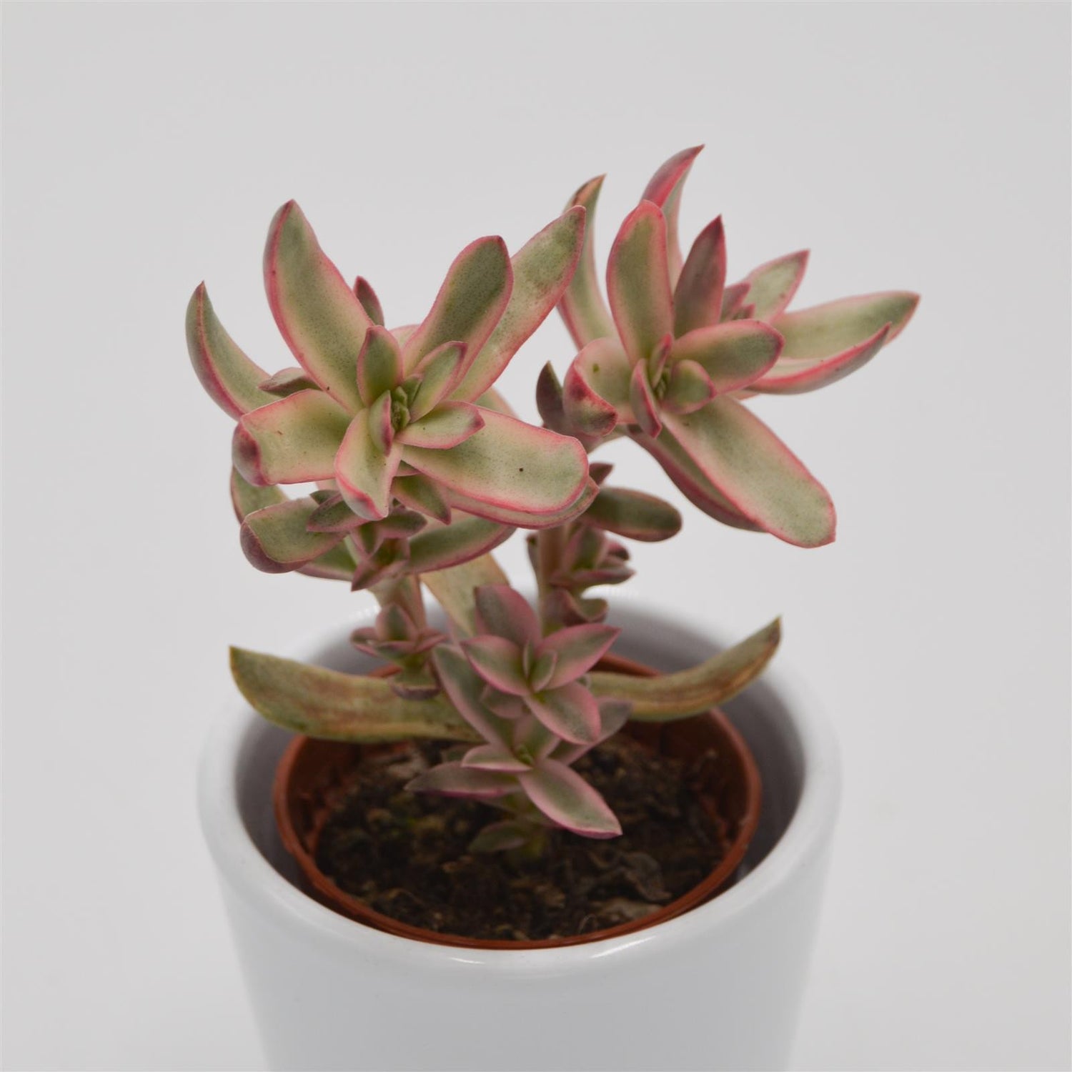 Crassula Candy Cane - 5,5cm
