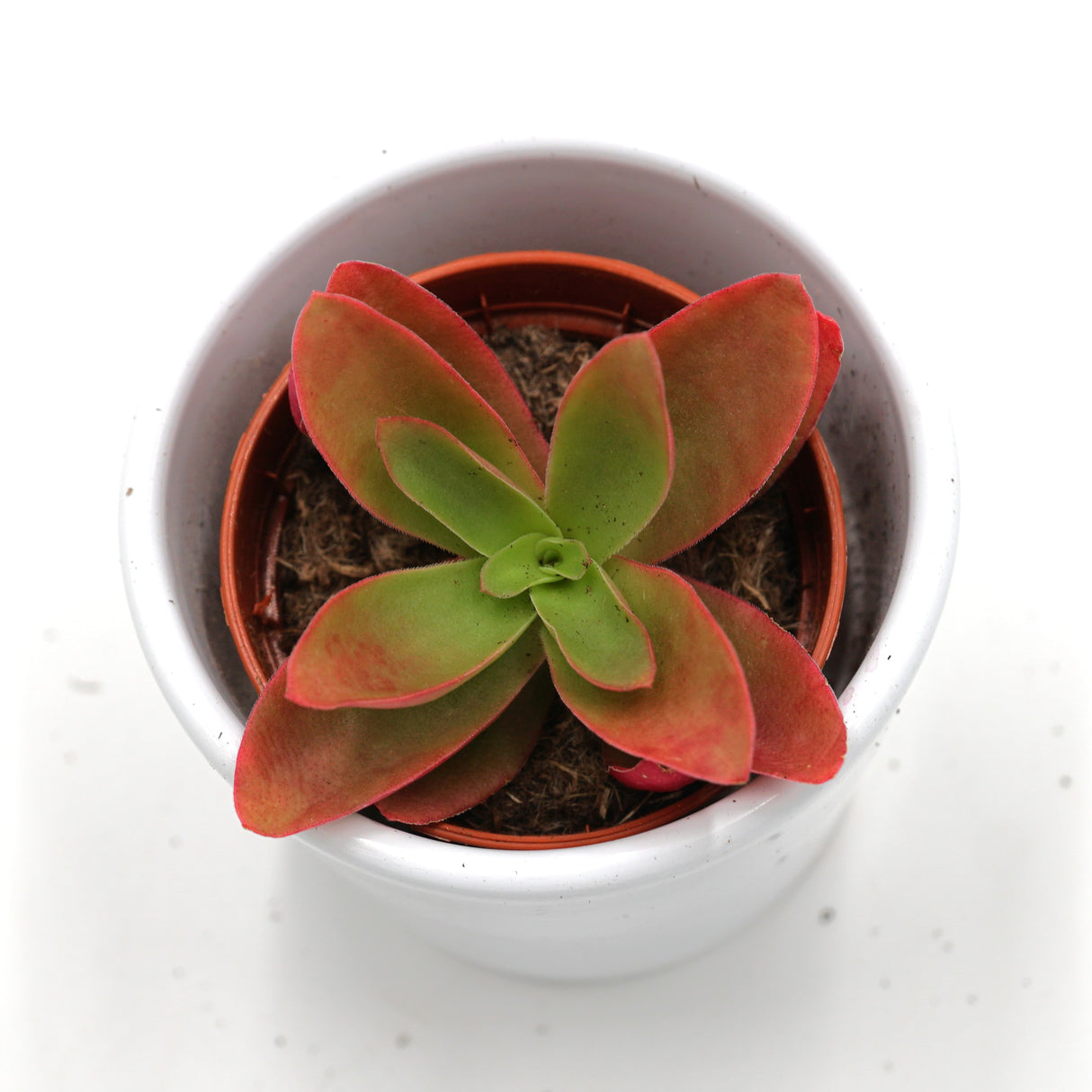 Crassula capitella Campfire - 5,5cm