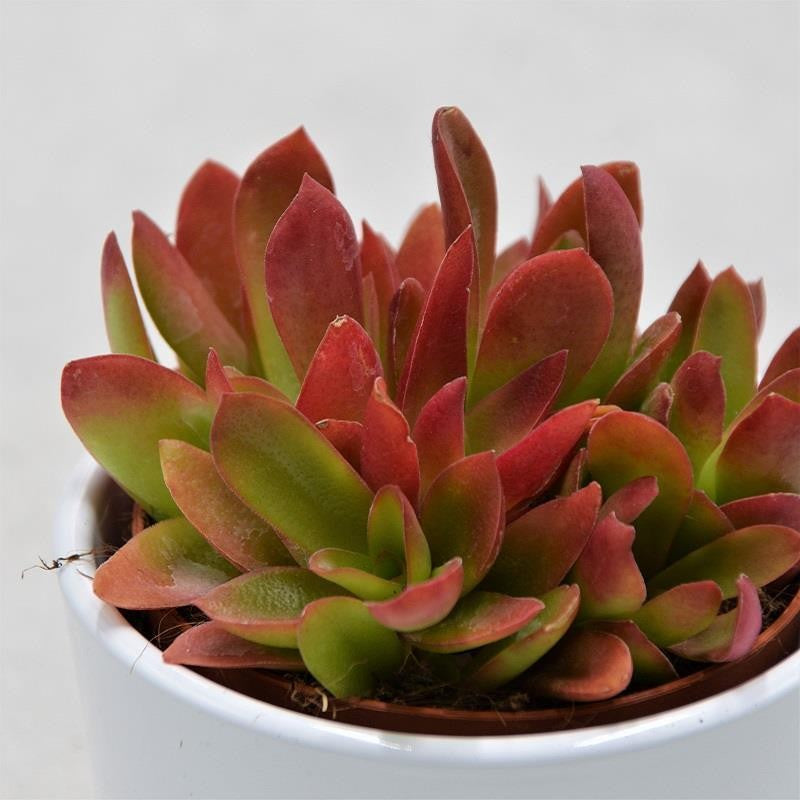Crassula capitella Campfire - 8,5cm