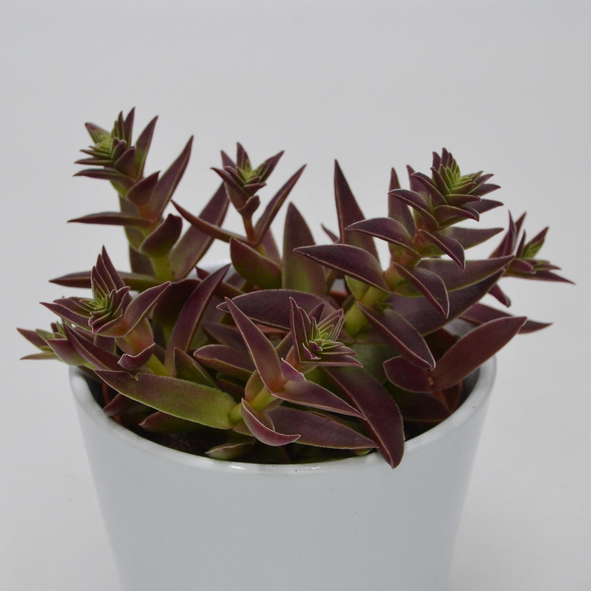 Crassula capitella Rubra - 10,5cm