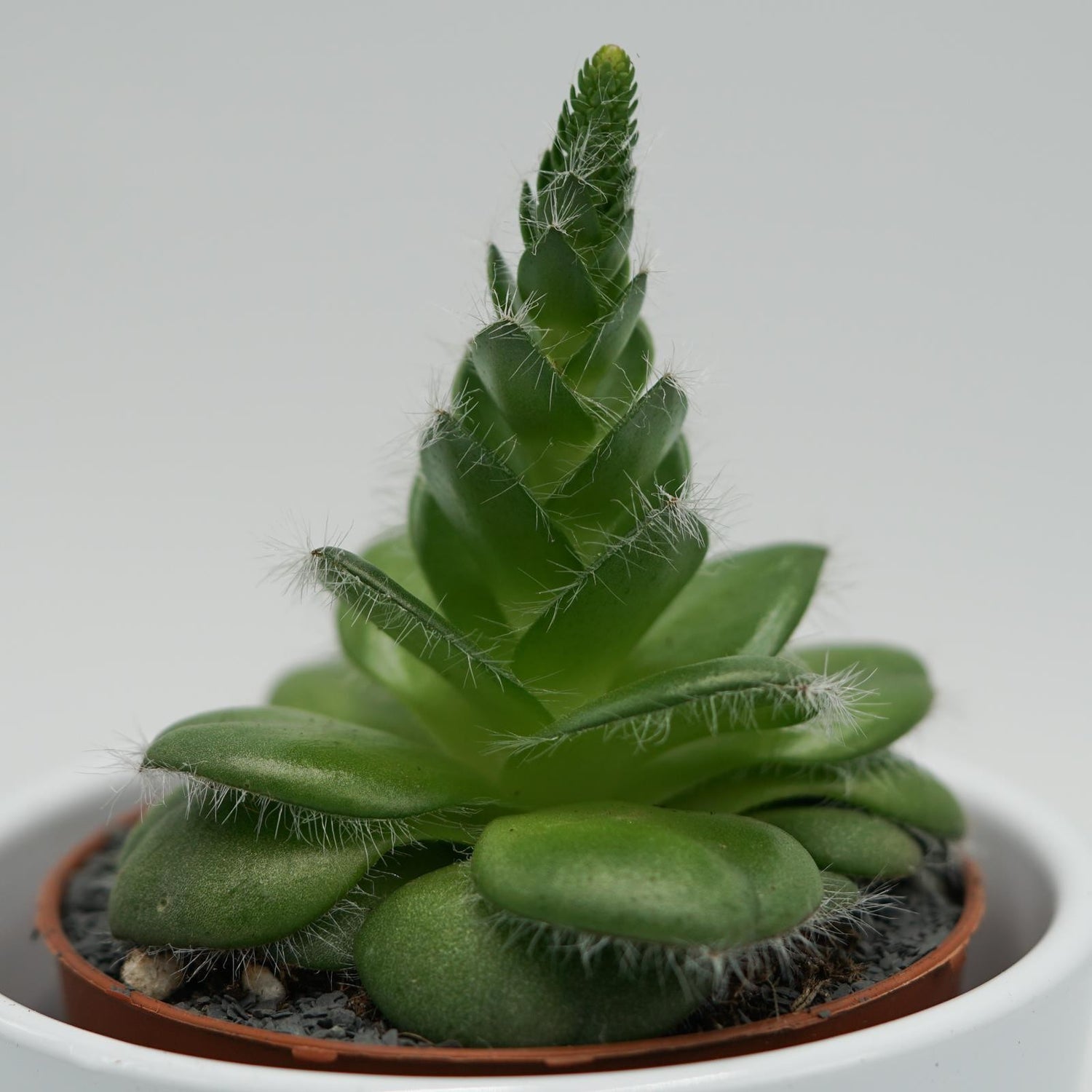 Crassula capitella v. setosa - 8,5cm