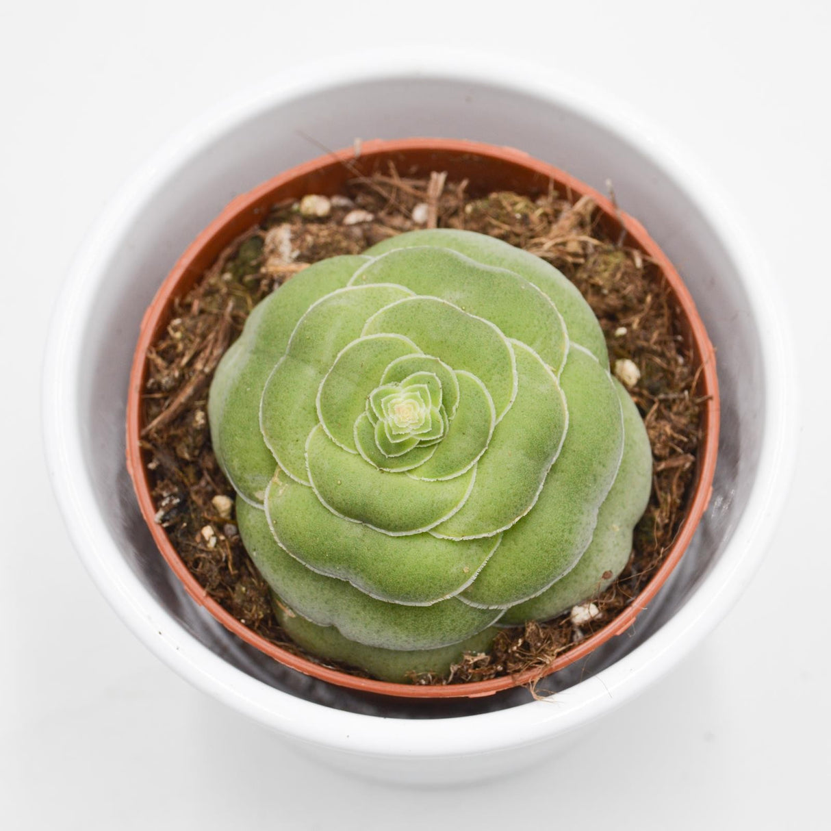 Crassula capitella v. turrita - 8,5cm