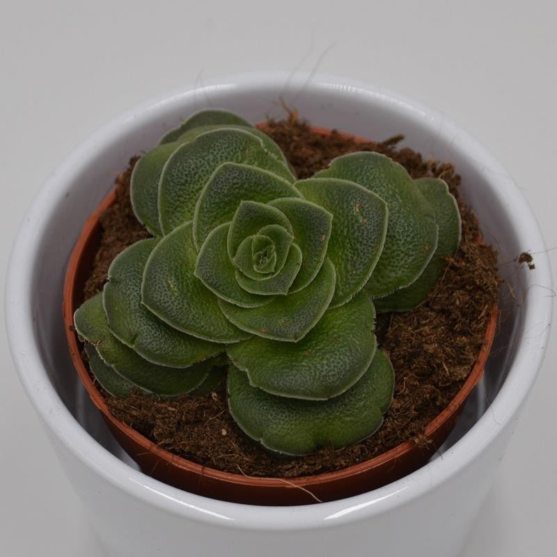 Crassula capitella v. turrita - 8,5cm