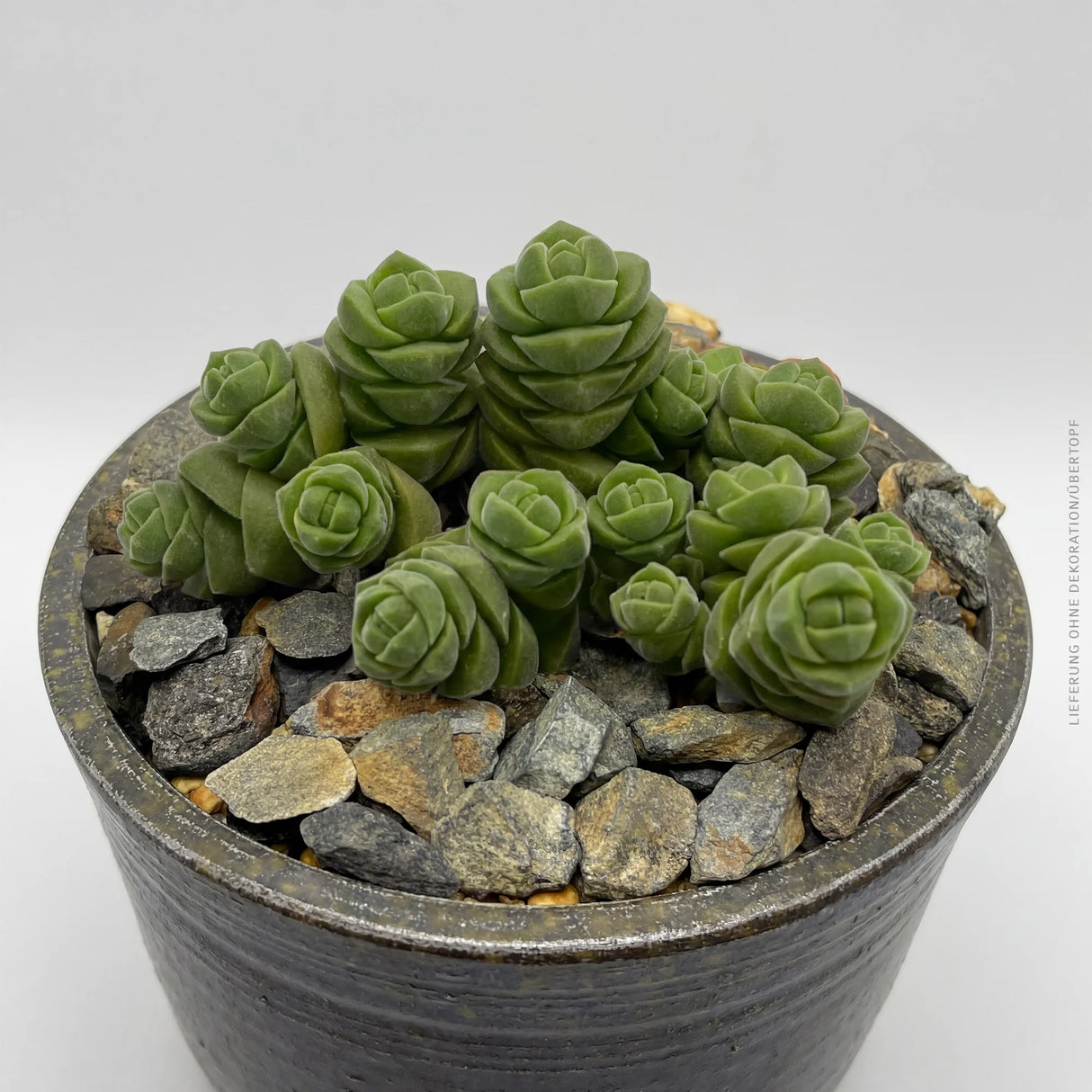 Crassula columella - 8,5cm
