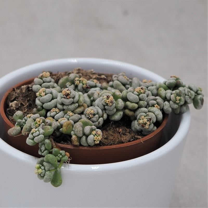 Crassula corallina - 8,5cm
