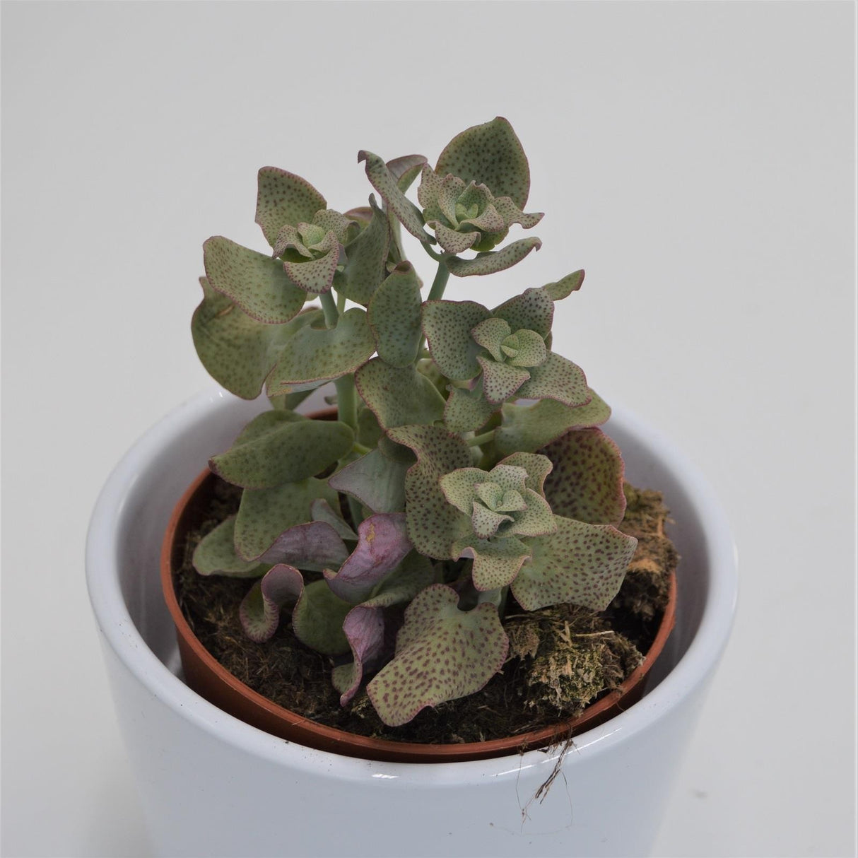 Crassula cordata - 8,5cm