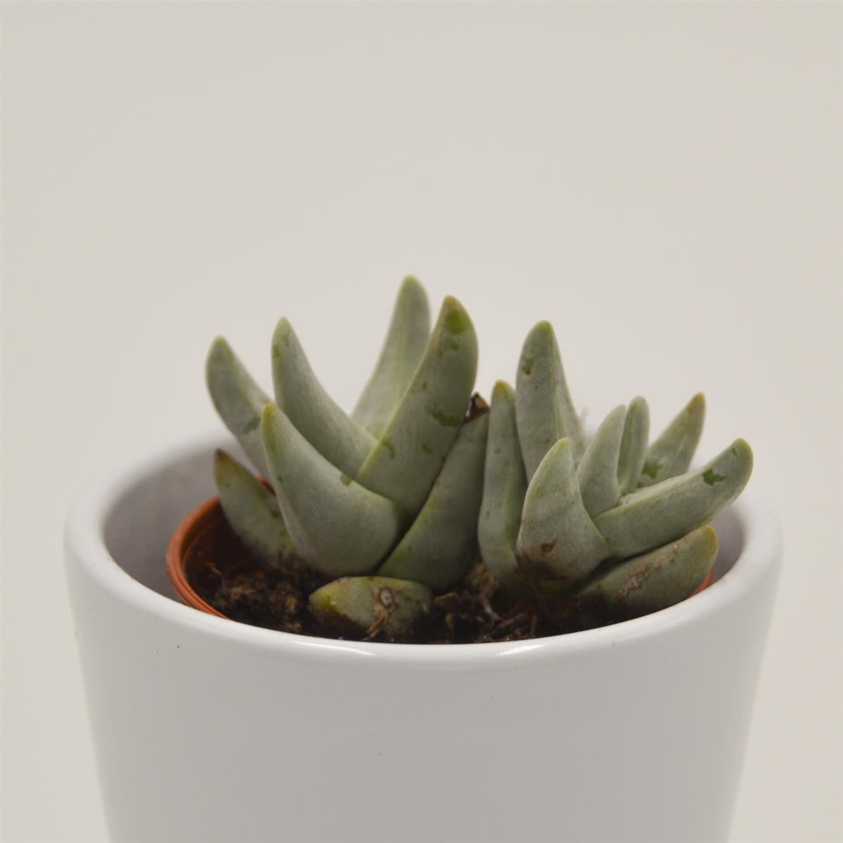 Crassula cornuta - 5,5cm
