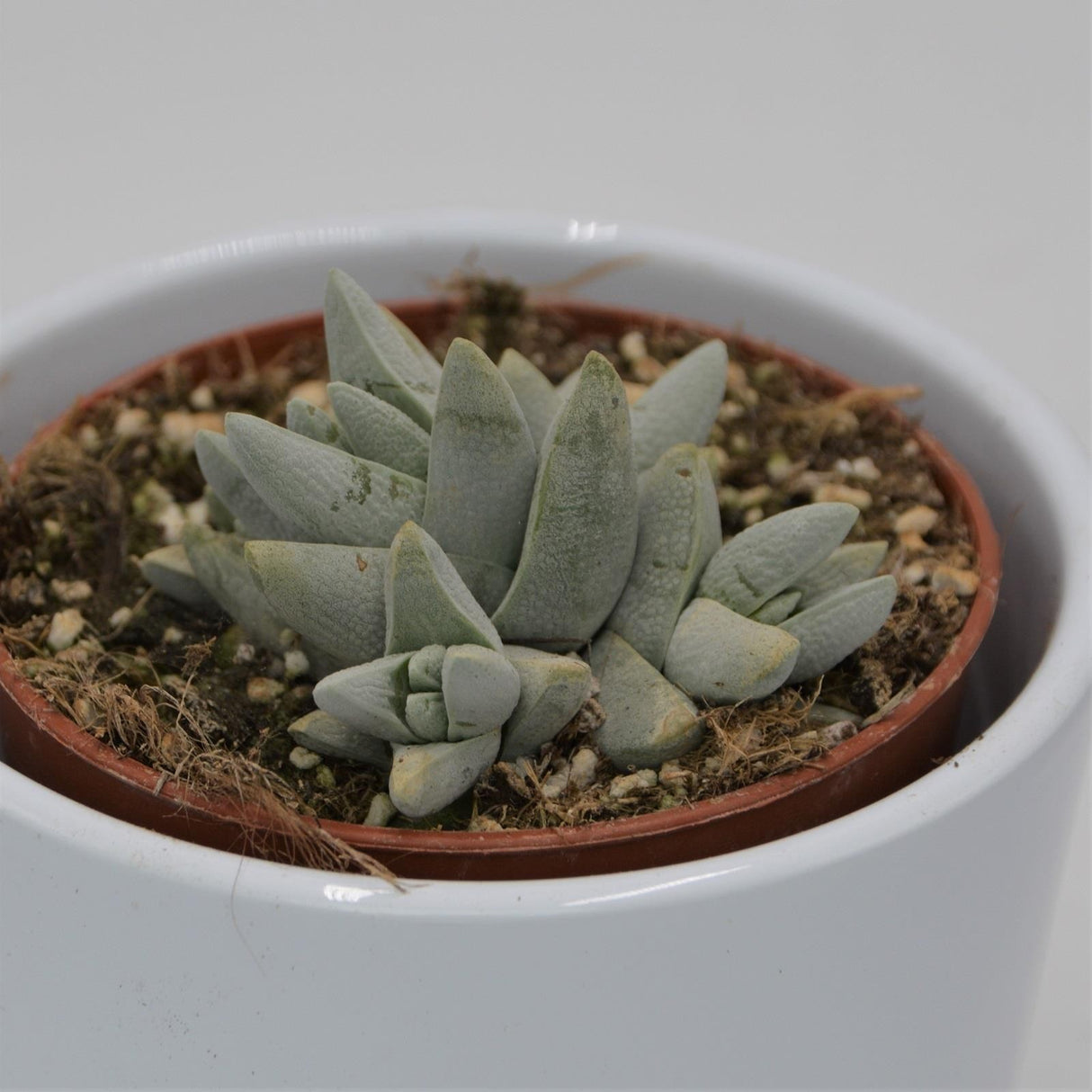 Crassula cornuta - 8,5cm