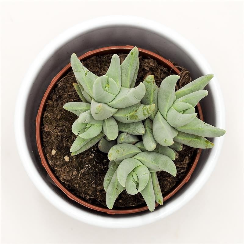 Crassula cornuta - 8,5cm