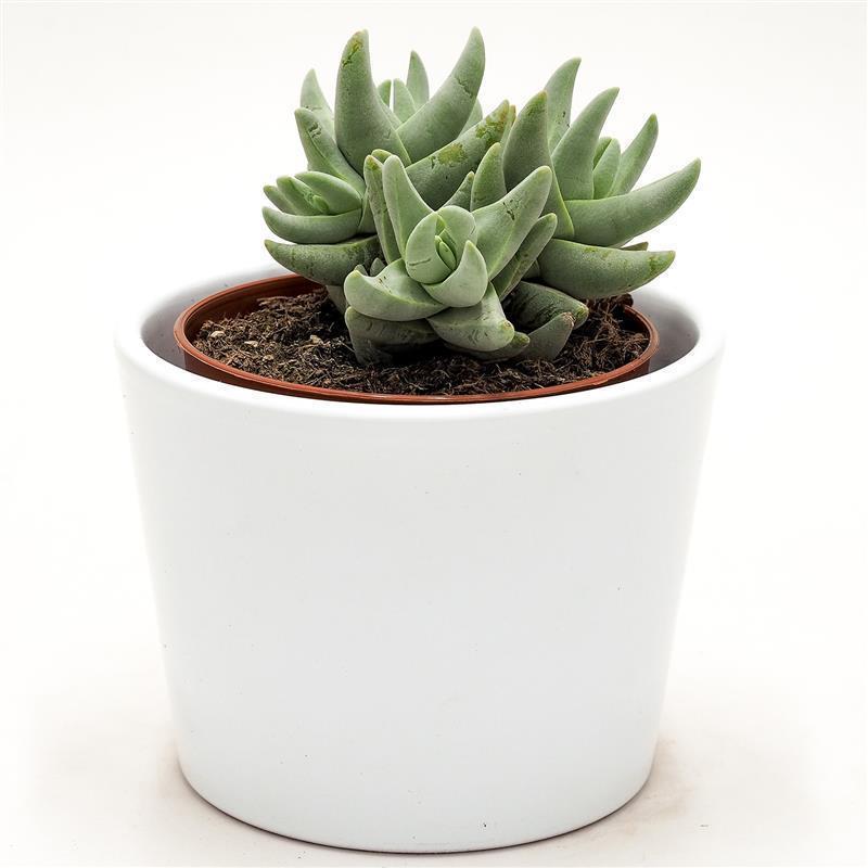 Crassula cornuta - 8,5cm