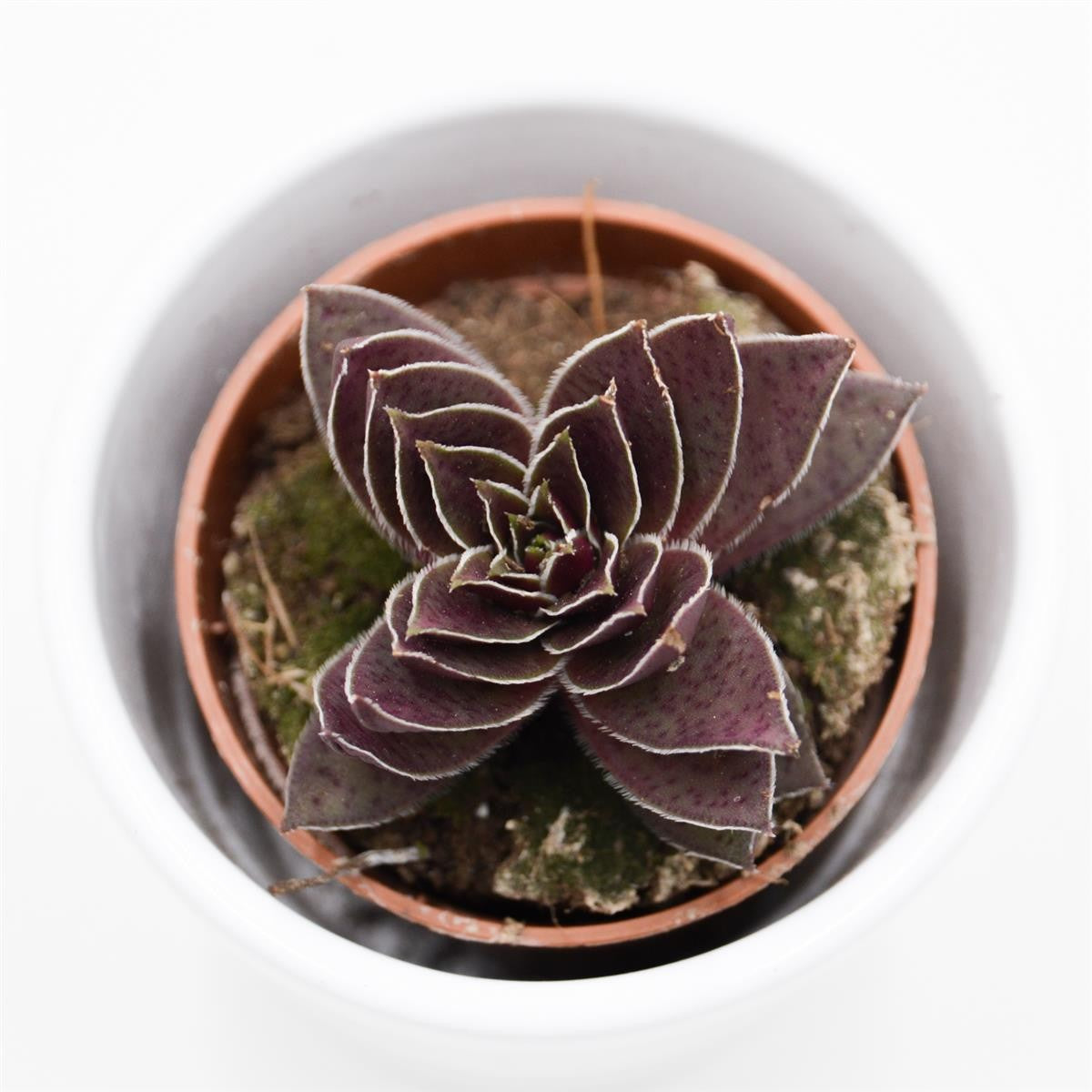 Crassula corymbulosa - 5,5cm