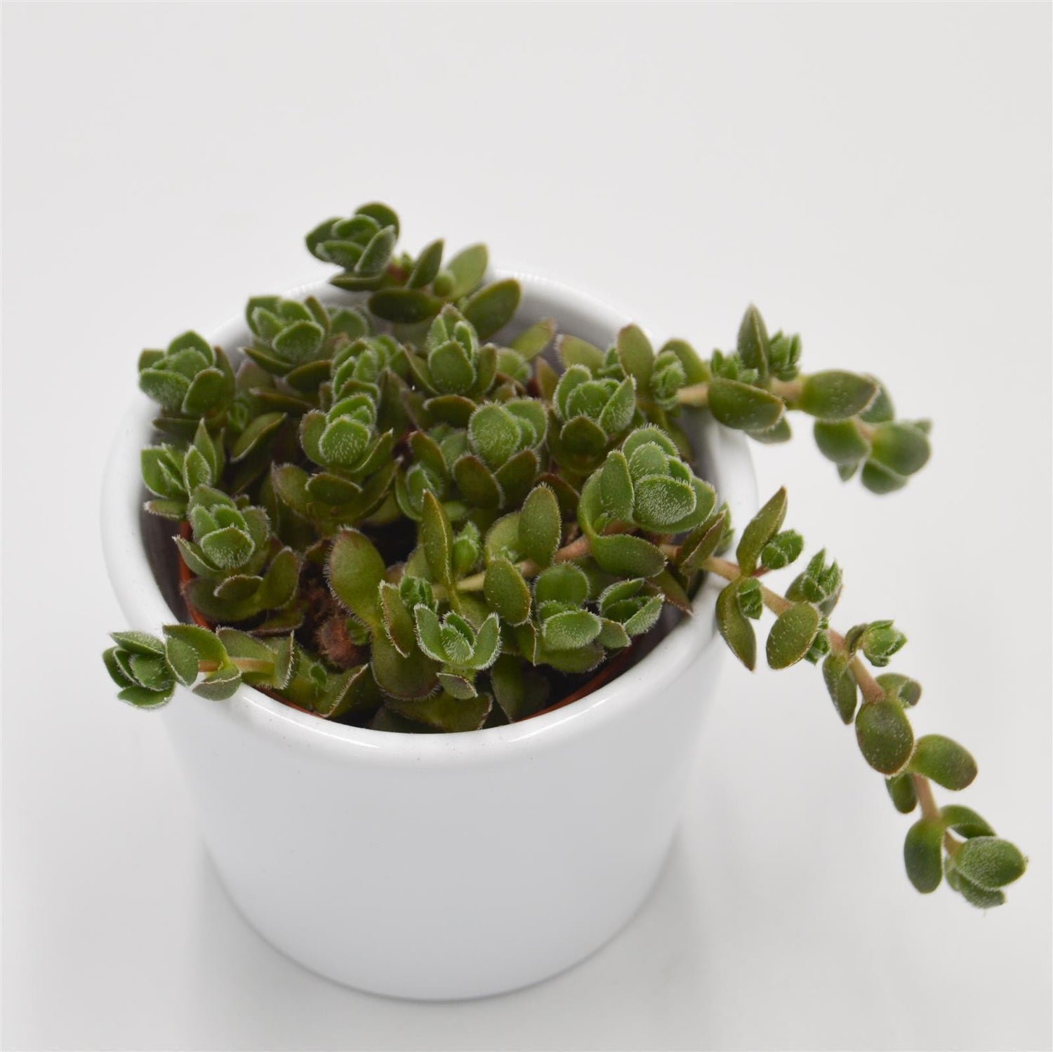Crassula David - 5,5cm