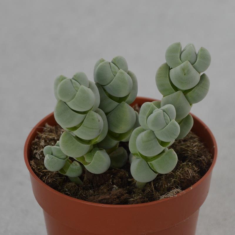 Crassula deceptor - 8,5cm