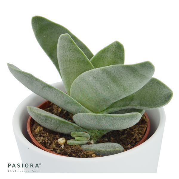 Sukkulenten Selektion, 3 Stück